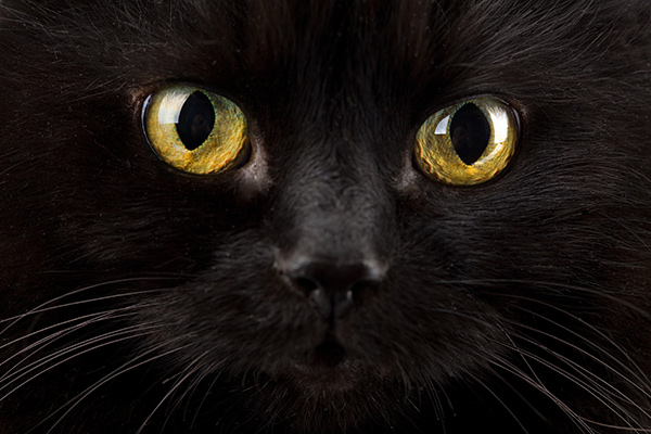 Видят ли кошки в полной темноте?